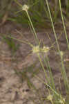 Ware's hairsedge